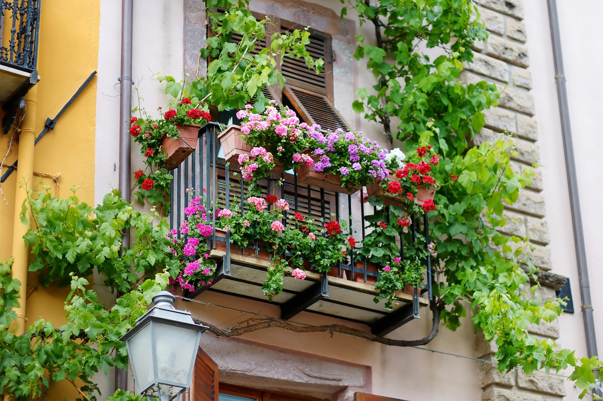 Choisir les bonnes plantes pour son balcon