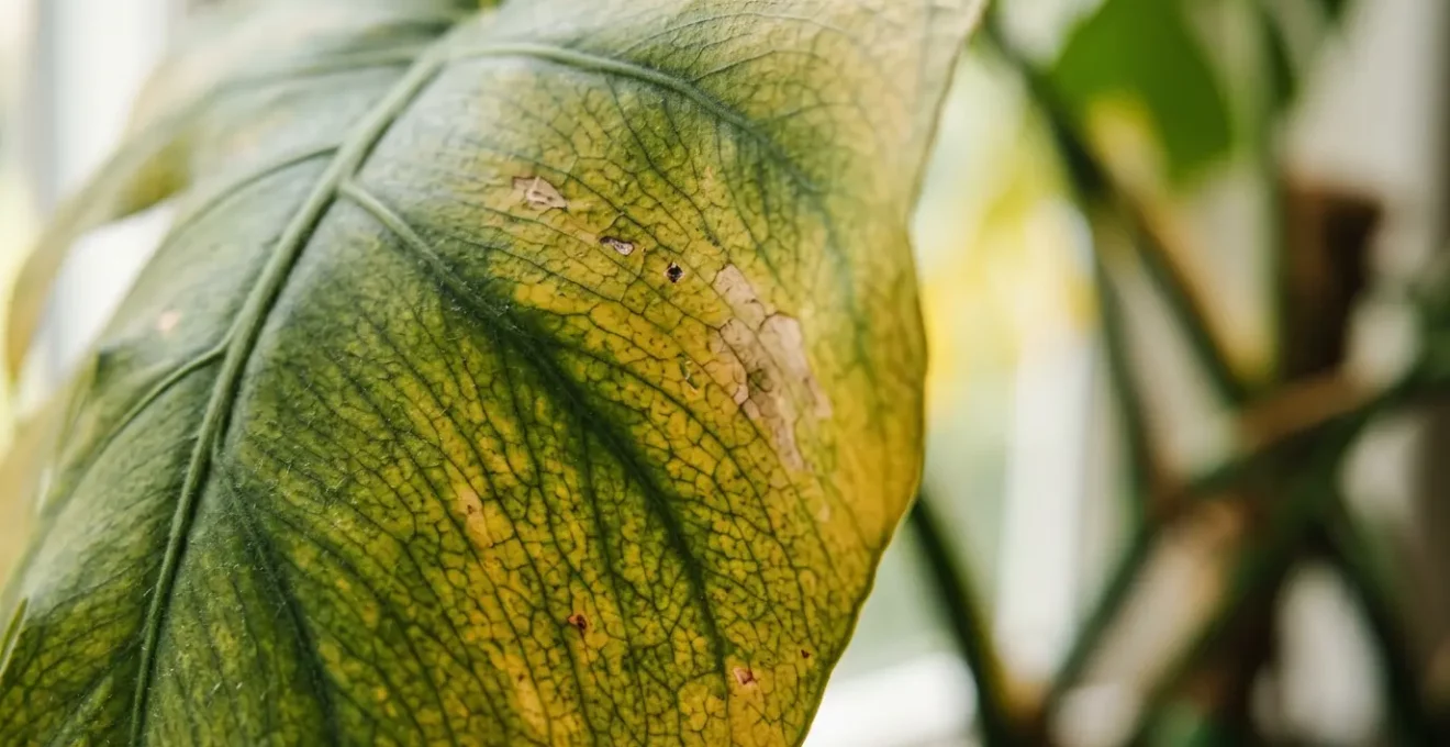 Gros plan sur une feuille de plante d'interieur jaunissante presentant des signes de stress