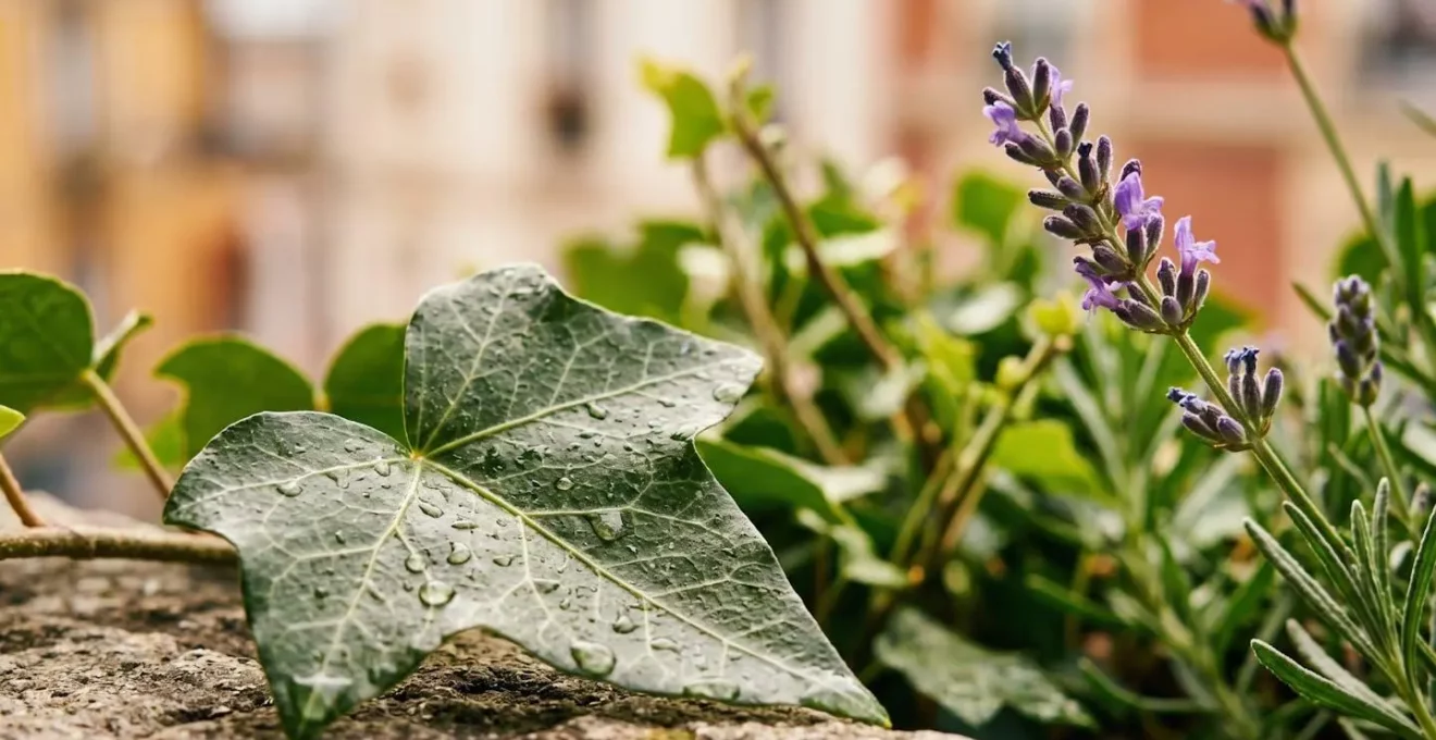 Gros plan sur feuilles de lierre et lavande captant la lumière naturelle sur un balcon urbain français
