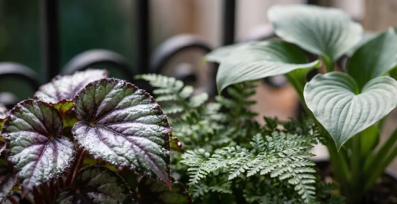 Composition de plantes d'ombre prospérant dans la lumière indirecte d'un balcon parisien